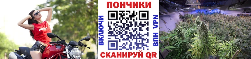 Бошки марихуана семена  Чехов 